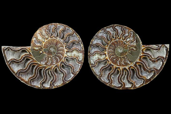 Cut & Polished Ammonite Fossil - Deep Crystal Chambers #78558